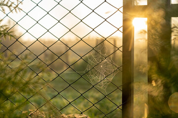 Fence with spider web in the morning