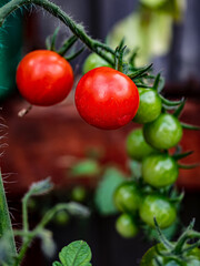 tomatoes on vine
