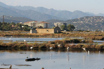 Porto Vecchio salines 11