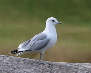 Common gull