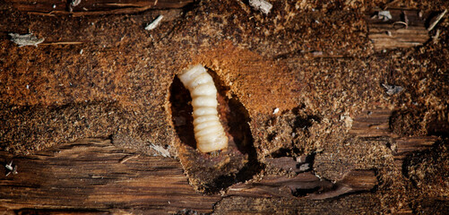Wood worm makes damage. Woodworm. Bark beetle larvae on the the bark wooden surface. Insect pest...