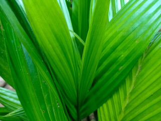 Fototapeta na wymiar palm tree leaves