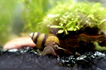 ヒメタニシ　小型魚水槽