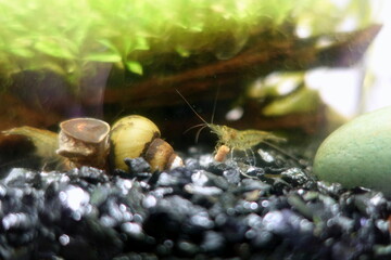 ヒメタニシ　小型魚水槽