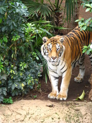 TIGRE