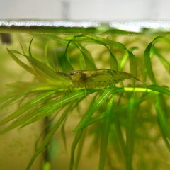 小型魚水槽　ミナミヌマエビ