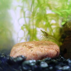 小型魚水槽　ミナミヌマエビ