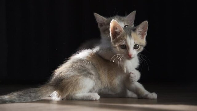 Two mischievous kittens are playing together on the floor. They fight, dig into each other with their teeth and beat with their paws. Little hunters. Close-up, slow motion, black background, HD.