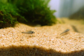 コリドラスピグミー