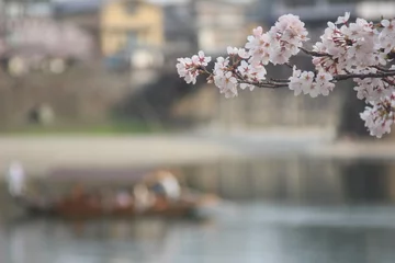 Photo sur Plexiglas Le pont Kintai Vue sur le pont Kintaikyo et les cerisiers en fleurs ! Visite de la préfecture de Yamaguchi Printemps Ville d& 39 Iwakuni Paysage urbain de Yokoyama