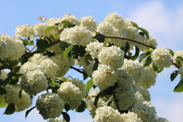 Koreanischer Schneeball