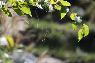 蜘蛛と蜘蛛の巣