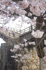錦帯橋と桜の景色！山口県観光春の岩国市横山の町並み