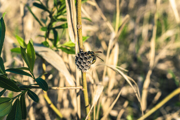 Wasp and a small nest in the background of nature.