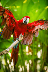 Red macaw sitting on branch  © Oleg