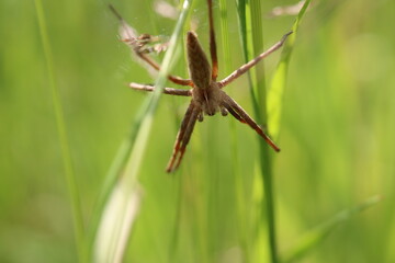 Winkelspinne