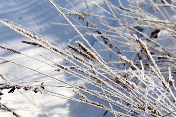 Close-up view of frozen grass.