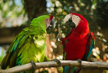 Green and red winged macaws sitting on branch