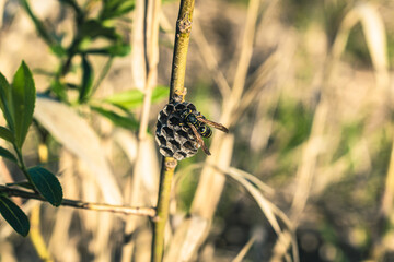 A small hornet's nest on a branch. Close-up.