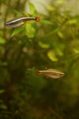 アカヒレ　淡水魚