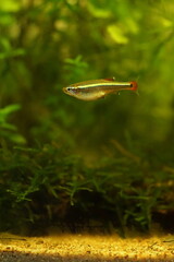 アカヒレ　淡水魚