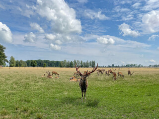 Naklejka premium a herd of deer in a field