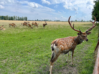 Naklejka na ściany i meble A deer with large horns guards a herd in a meadow