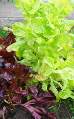 leaves of green and burgundy lettuce autumn beds summer harvest cottage garden vegetables