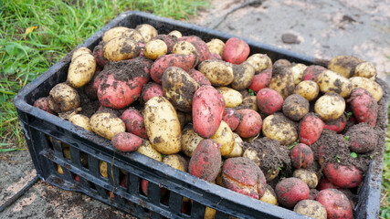 freshly dug potatoes autumn beds summer harvest cottage garden vegetables
