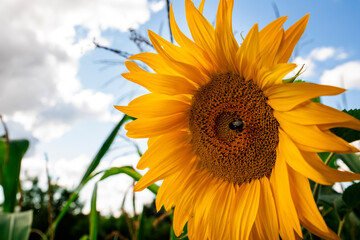 Naklejka premium big sunflower flower on blue sky background with bee