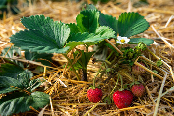 growing strawberries in the garden near the house © nikolych