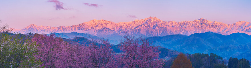 小川村立屋より桜越しに望む北アルプスの朝焼け