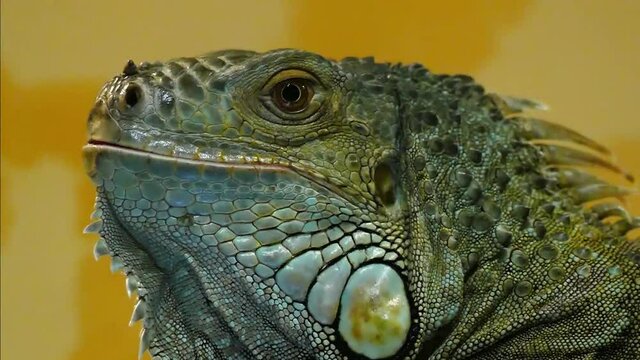Common iguana portraiton on a yellow background. Colorful iguana muzzle looking around. Macro portrait of tropical iguana. Look reptile slow motion. Textured iguana scales. Lizard scales texture.