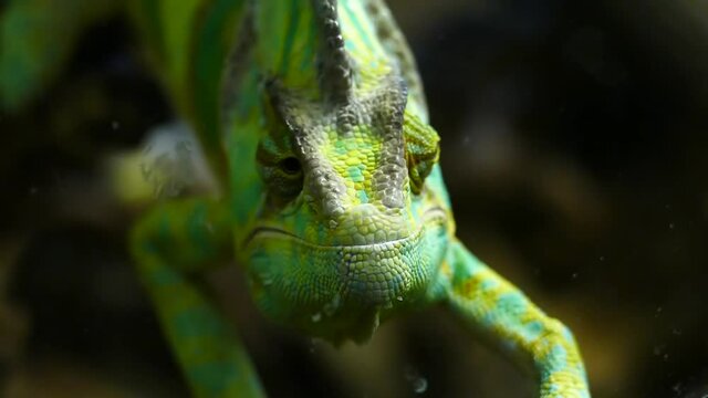 Colorful chameleon looks around on a dark background. Close-up chameleon blinking eyes.The reptile slowly turns its head blinks its eyes and moves in space. Wild nature background.