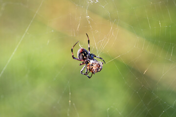 The spider has caught the prey and wraps it in a web.  