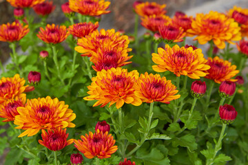 chrysanthemum orange multicolored,flowers of orange and yellow chrysanthemum, flower chrysanthemum Katelli