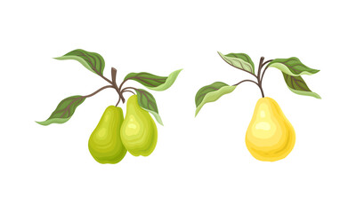 Pear Branch with Hanging Ripe Pomaceous Fruit Vector Set