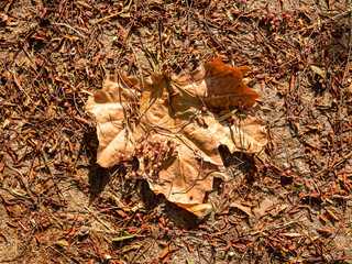 Brown autumn leaf on the ground