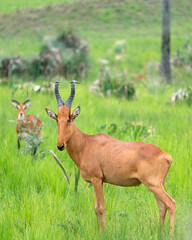 Hartebeest, Alcelaphus lelwel