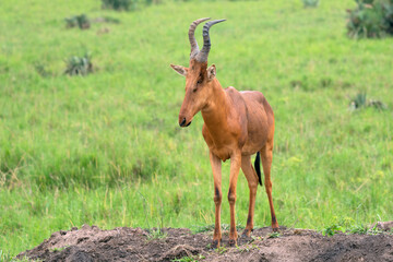Hartebeest, Alcelaphus lelwel