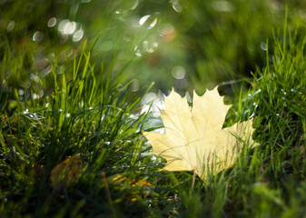 Yellow autumn maple leaves on the grass lying on a blurred background with shiny dew. Fall.