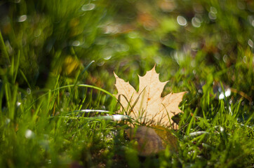 Yellow autumn maple leaves on the grass lying on a blurred background with shiny dew. Fall.