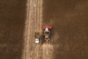 Combine harvester harvesting sunflower field at sunset. Aerial drone point of view.