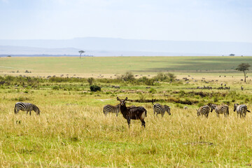Wild waterbuck in a herd of zebras in the African savanna (Masai Mara National Reserve, Kenya)