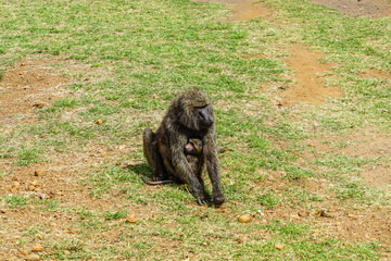 Olive baboon family holding a child in the African savanna (Masai Mara National Reserve, Kenya)