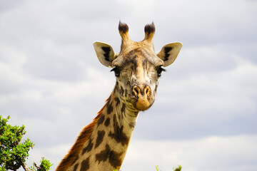 Naklejka na ściany i meble A cute wild Masai giraffe in the African savanna Front / Close-up (Kenya, Masai Mara National Reserve)