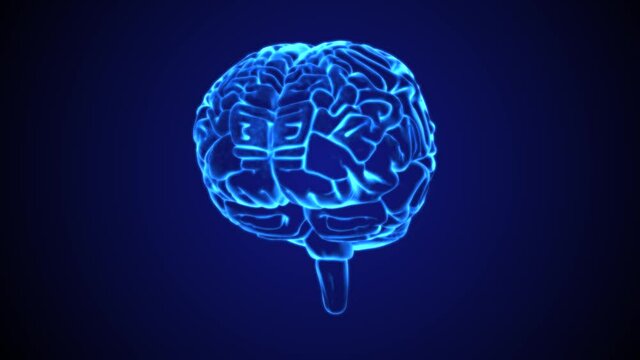 Human brain