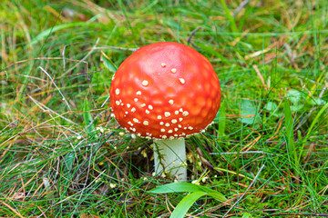 The red alone agaric mashroom among vivid green grass in the forest. Beautiful natural summer or autumn landscape