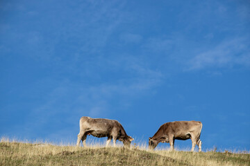 Two cows grazing, Valley of Hecho, western valleys, Pyrenean mountain range, province of Huesca,...