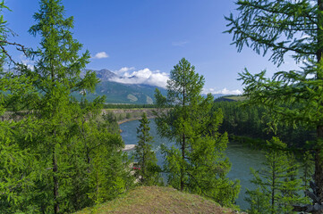 Larch on the high shore of the Siberian River.